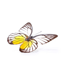 Echter Schmetterling – Zitronenfalter