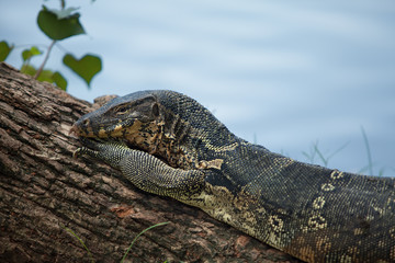 female of a monitor lizard