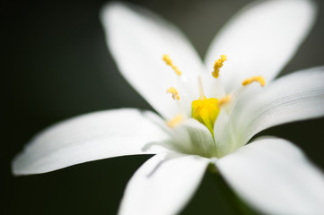 オオアマナのマクロ