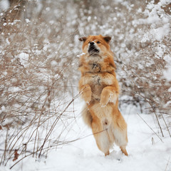 Elo springt im verschneiten Wald