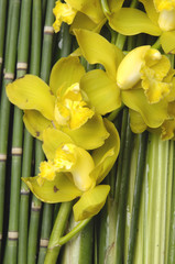 yellow orchid on bamboo background