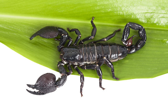 Scorpion (Pandinus imperator) on a green leaf