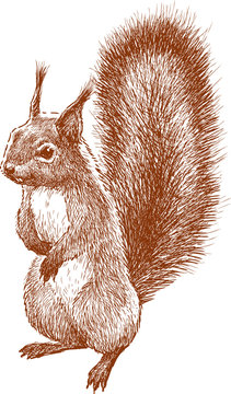 Standing Squirrel