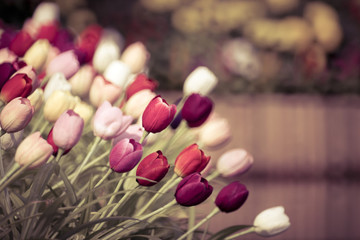 Tulips in retro color style