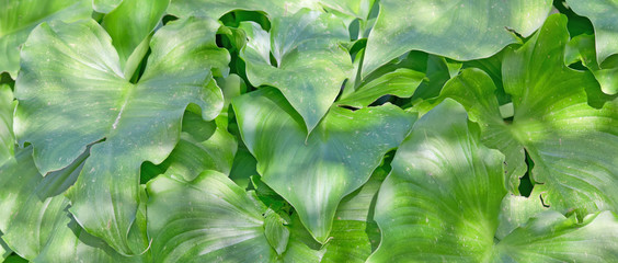 leaves background