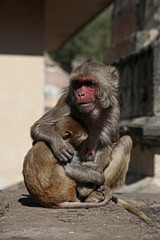 Naklejka premium india monkey