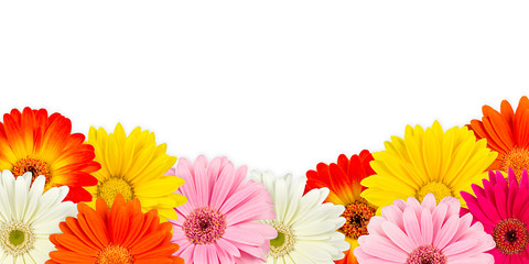 fleurs de gerbera colorées