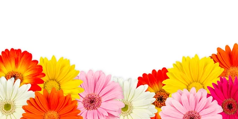 Crédence de cuisine en verre imprimé Gerbera fleurs de gerbera colorées