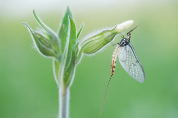 mayfly