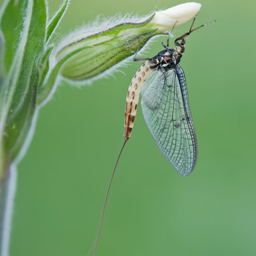 mayfly