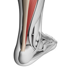 3d rendered illustration of the achilles tendon