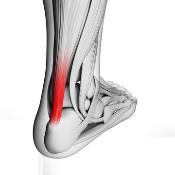 3d rendered illustration of the achilles tendon