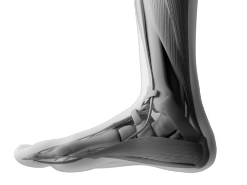3d rendered illustration of the human foot