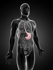 3d rendered illustration of the stomach