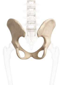 3d rendered illustration of the hip bone