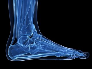 3d rendered illustration of the human foot - obrazy, fototapety, plakaty