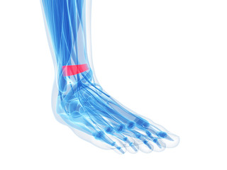 Obraz na płótnie Canvas foot anatomia - superior extensor retinaculum