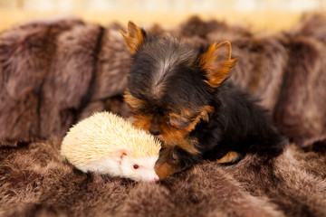 puppy and hedgehog
