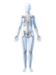 3d rendered illustration of the female skeleton