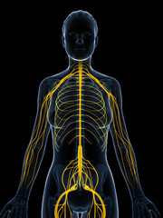 3d rendered illustration of the female nervous system