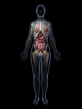 3d rendered illustration of the female anatomy