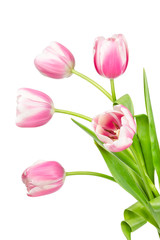 Blooming pink tulips