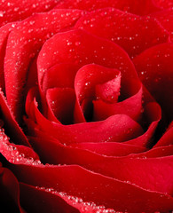 Róża © Zbyszek Nowak