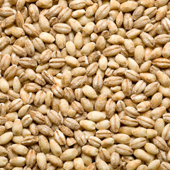 barley background