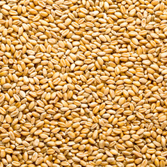 Wheat background