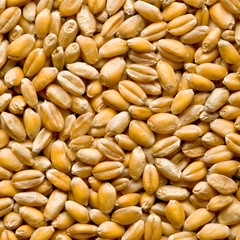 Wheat background