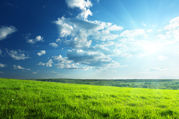 Obraz premium field of spring grass and forest