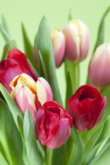 Red and yellow tulips