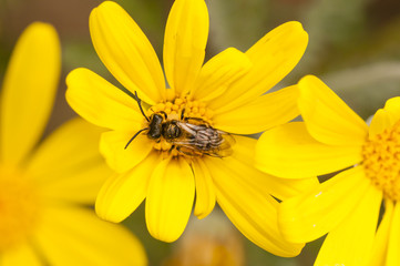 Small fly on yellow daisy