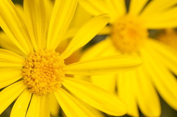 Close up of yellow daisy flowers