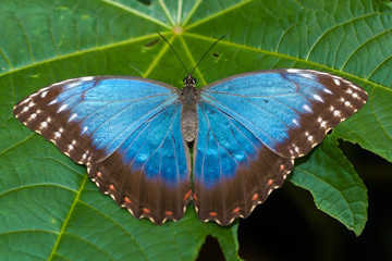 Papillon bleu Morpho
