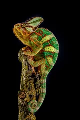 Acrylic prints Chameleon Yemen chameleon