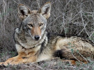 Naklejka na ściany i meble Coyote Relaxing in South Texas