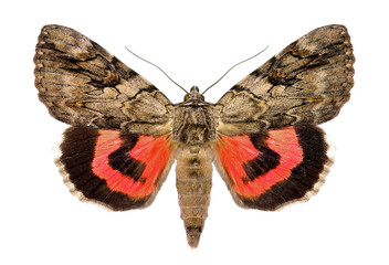 Rosy underwing, Catocala electa, an European Moth