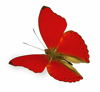 red butterfly in flight (Cymothoe sangaris)
