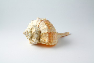 Schneckenhaus einer Meeresschnecke