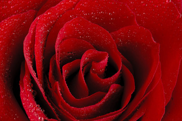 Róża © Zbyszek Nowak