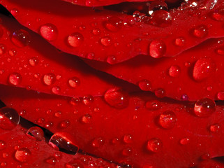 Róża © Zbyszek Nowak