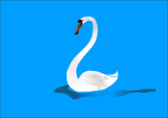 Swan.