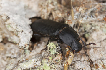 Mealworm beetle, Tenebrio opacus sitting on wood, macro photo