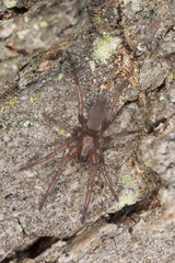 Hunting spider on wood, macro photo
