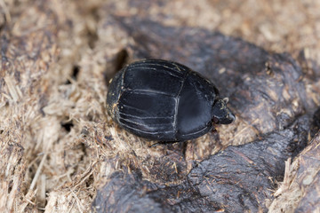 Clown beetle or Hister beetle, Histeridae on dung