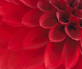 Dalia © Zbyszek Nowak