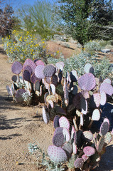 Purple-tinged cactus