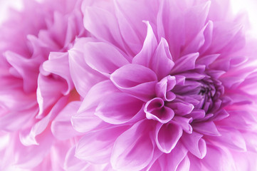 Dalia © Zbyszek Nowak