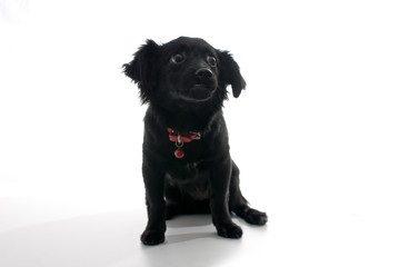 Obraz premium cute dog